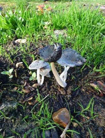 Coprinopsis lagopus on horse chestnut in London, UK.